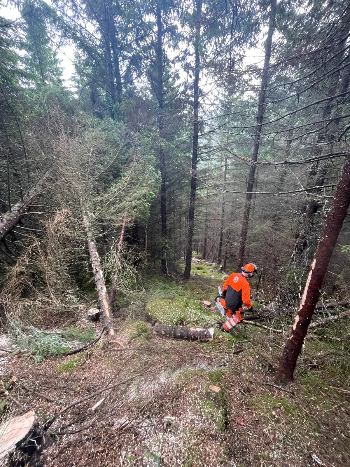 Ludvik Sagen i verneutstyr med motorsag under trefelling i Trøndelag