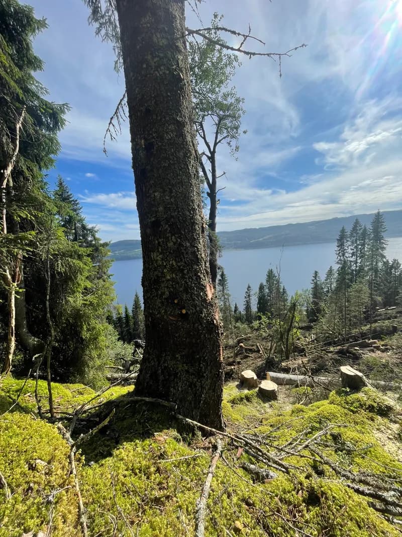 Hogst i granskog med utsikt over fjorden i Trøndelag