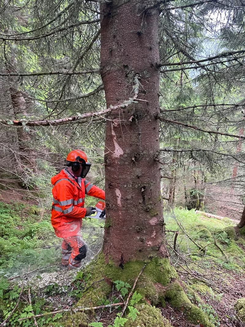 Sertifisert trefeller i verneutstyr med motorsag ved grovt grantre i Trøndelag