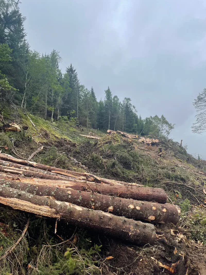 Tømmerstokker stablet ved skogsvei etter skogrydding i Trøndelag