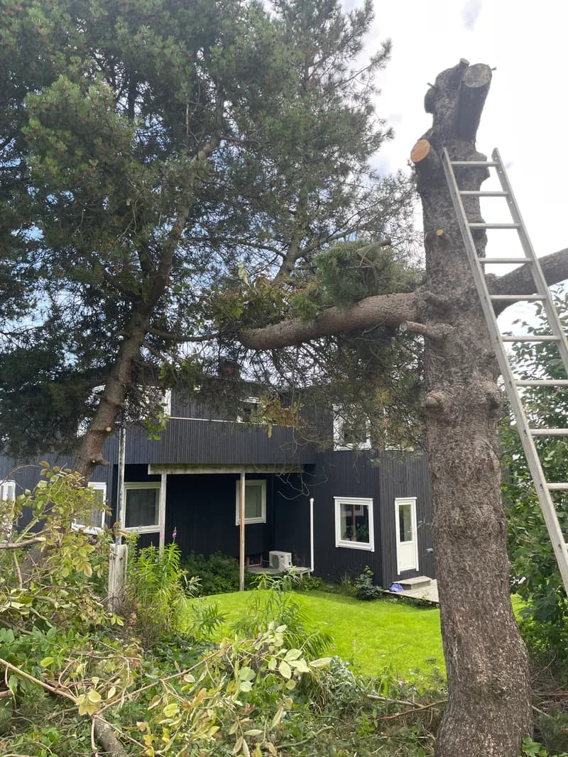 Trefelling av stor furu tett inntil bolig i Trondheim, med stige mot stammen