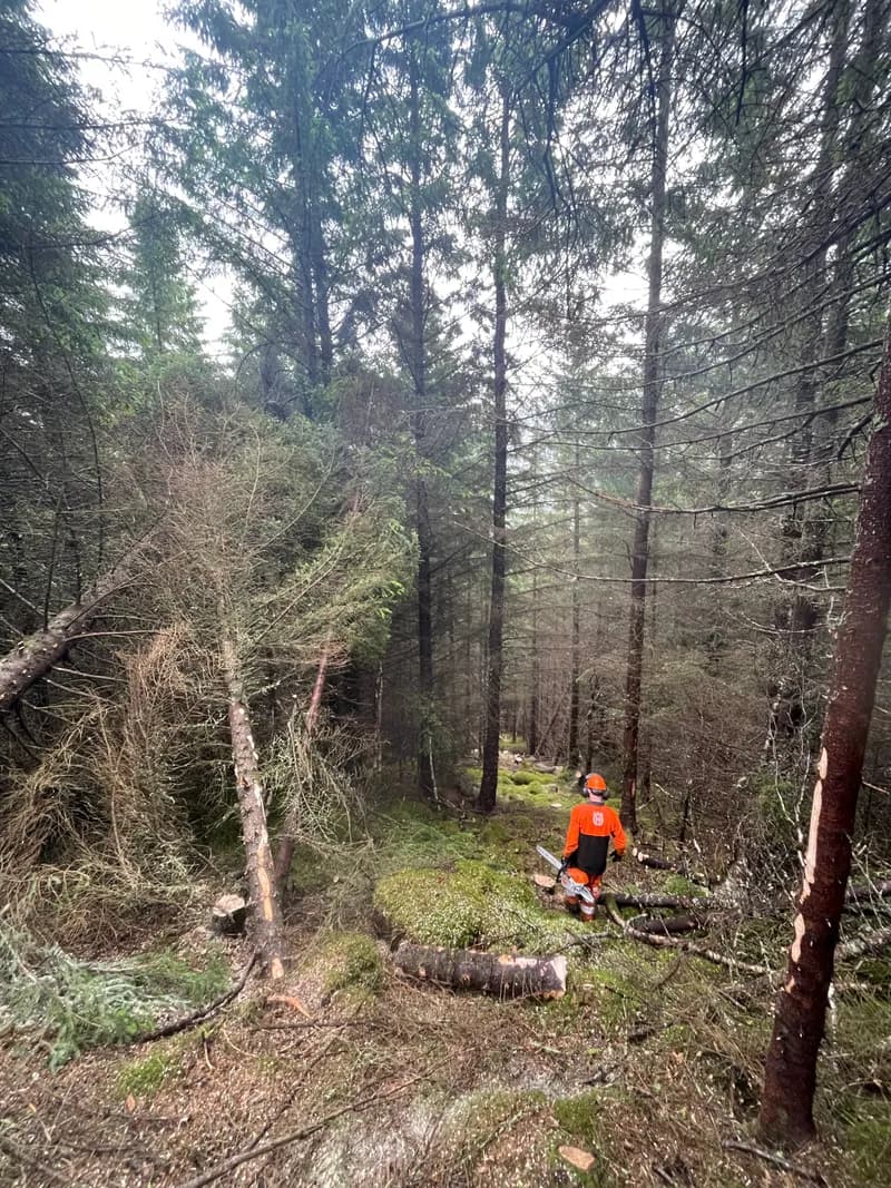 Trefelling i skogsterreng i Trøndelag med felt gran og fagmann i arbeid