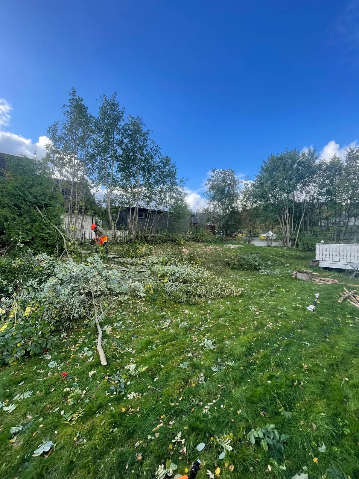 Bjørk beskjæret i hage med avkappet kvist samlet på bakken
