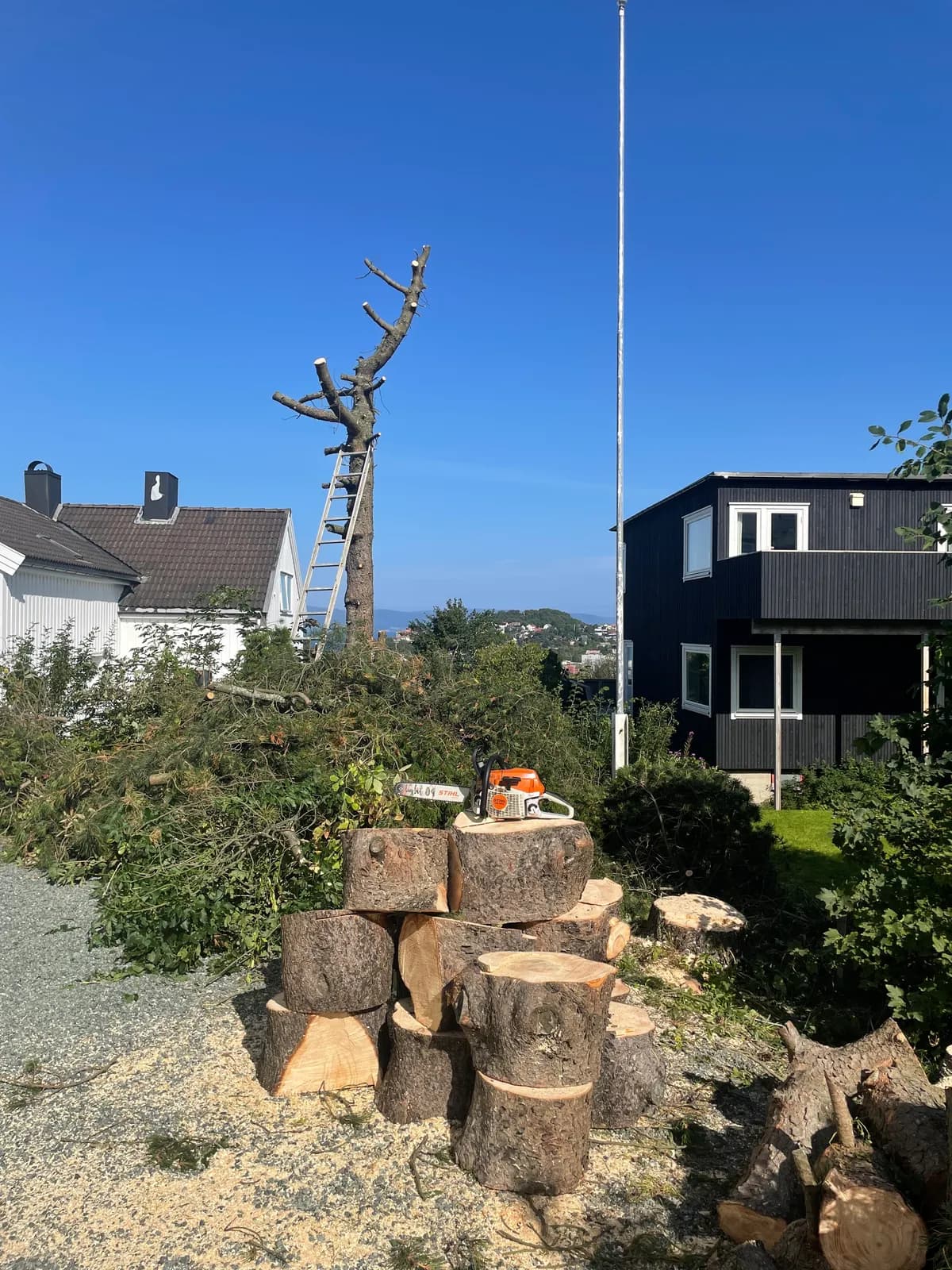 Seksjonsfelling av høyt tre i boligstrøk i Trondheim, stammen kappet ned i lengder
