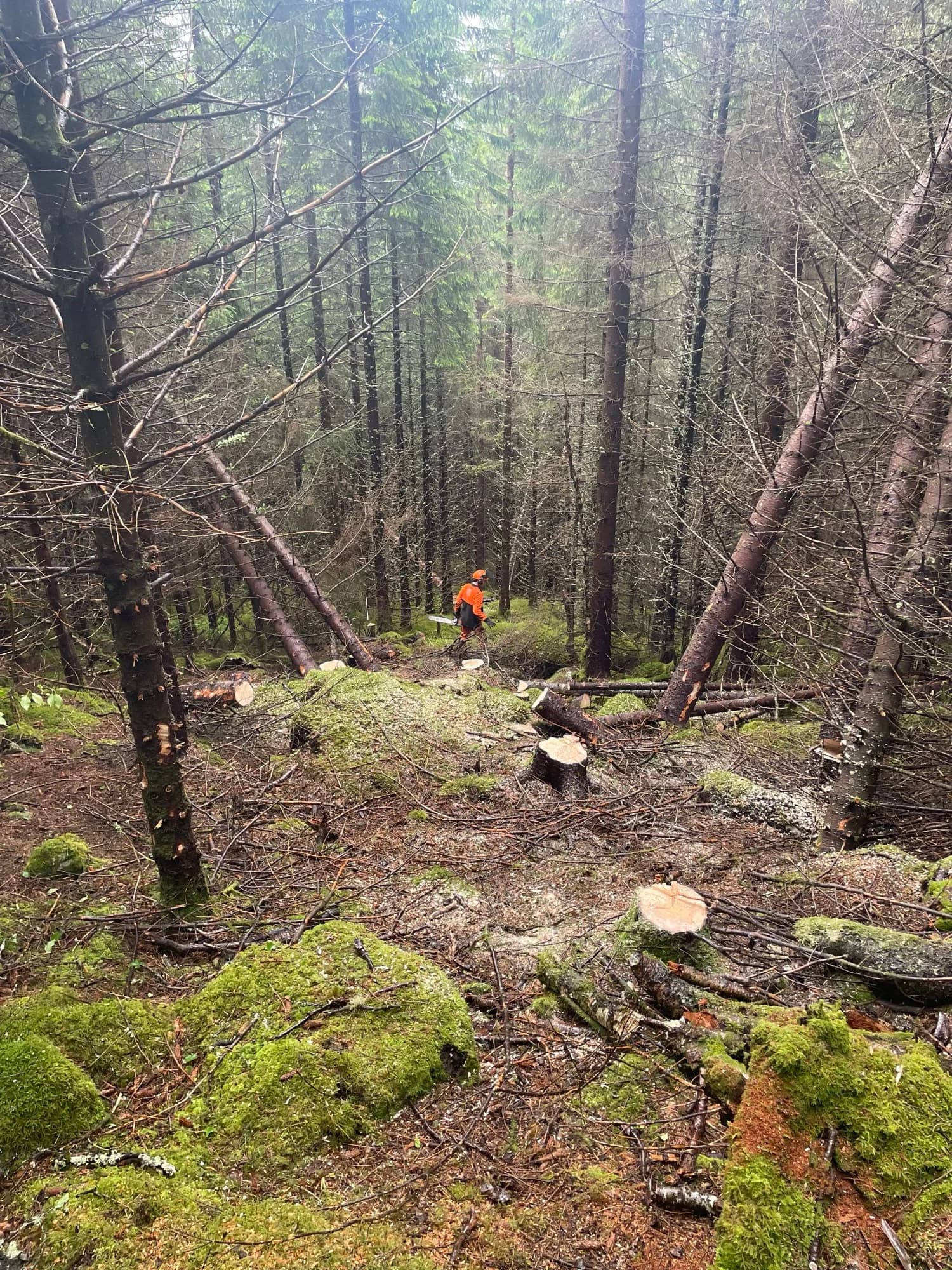 Skogrydding med felte trær, arbeidstaker i oransje vest, granskog