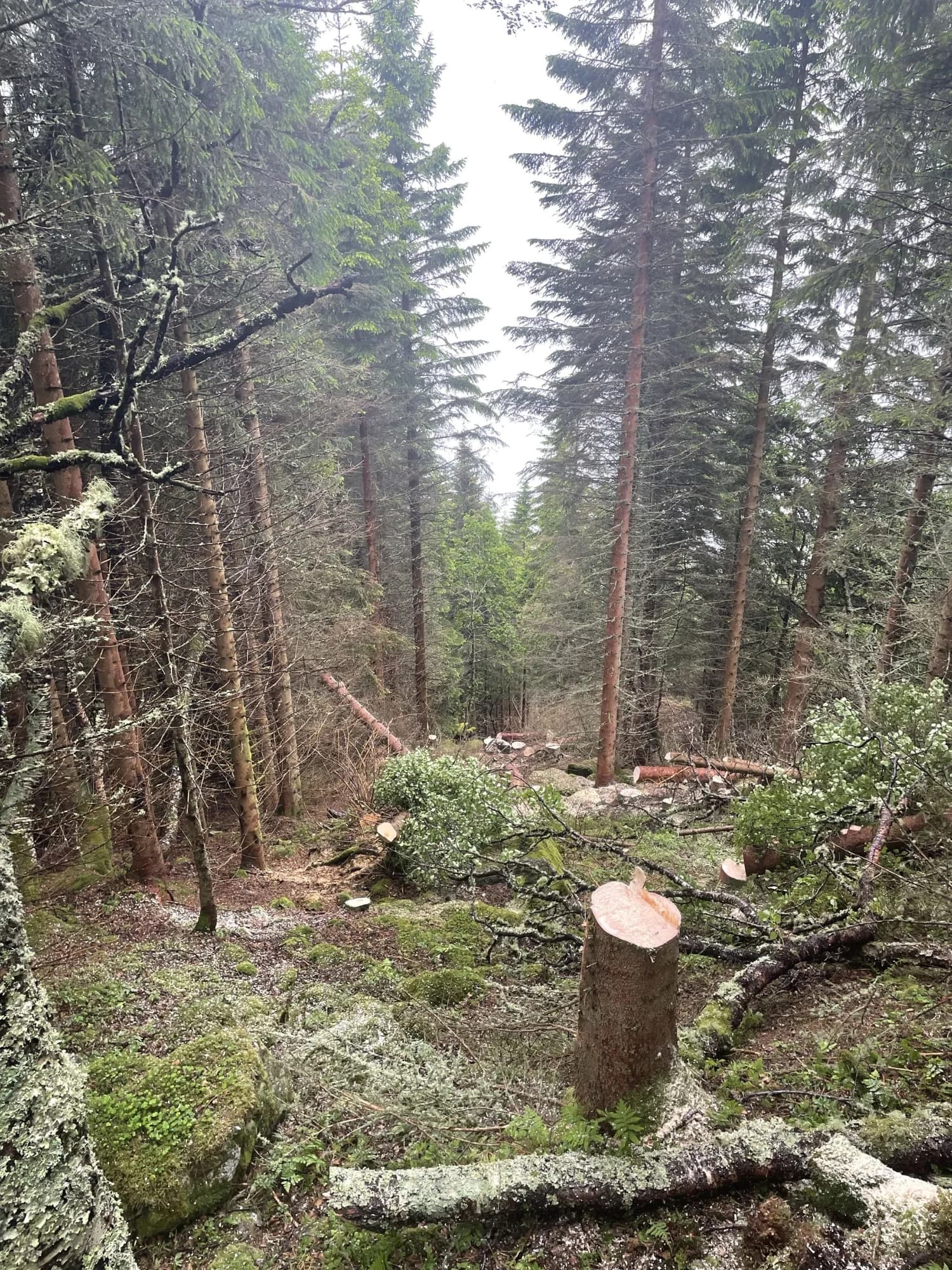 Hogst av gran i tett skog, trasse/veg til T-vinsj, virke igjen på bakken