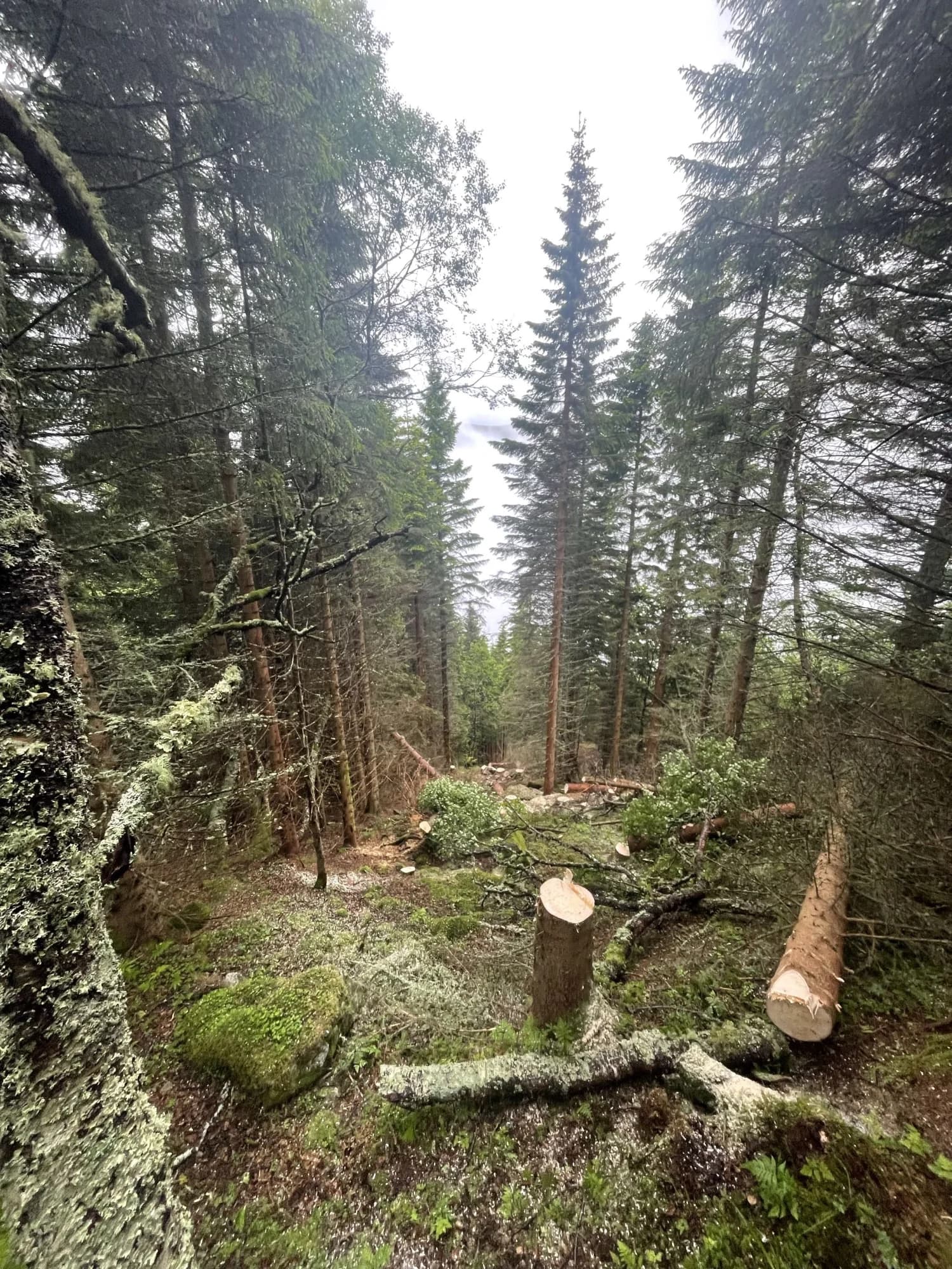 Hogget granskog, trasse/veg til T-vinsj